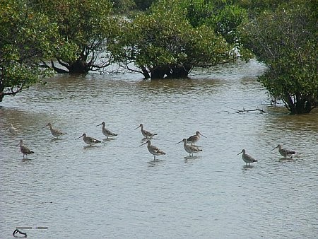 Nationalpark Xuan Thuy - Treffpunkt der Tierwelt - ảnh 1